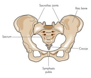 Diagram of hips and SI joint