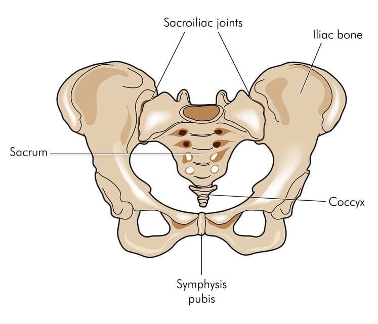 Diagram of hips and SI joint