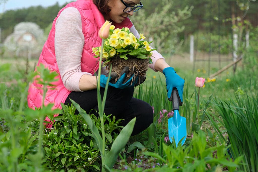 Woman planting yellow primrose in her garden in Spring